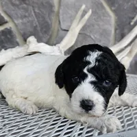 Buba, a male Siberian Husky for sale in Grabill, IN – Photo 1 of 6