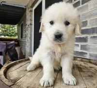 Clifford , a male English Cream Golden Retriever for sale in Grabill, IN – Photo 8 of 8