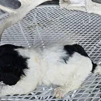 Buba, a male Siberian Husky for sale in Grabill, IN – Photo 6 of 6