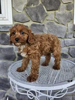 blaze, a male Cavapoo for sale in Grabill, IN – 7 of 10