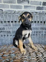 Sarah, a female German Shepherd Dog for sale in Grabill, IN – 2 of 7