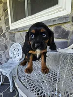 Tina, a female Cavalier King Charles Spaniel for sale in Grabill, IN – 5 of 10