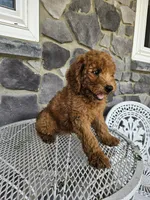 Ethan, a male Miniature Goldendoodle for sale in Grabill, IN – 9 of 10