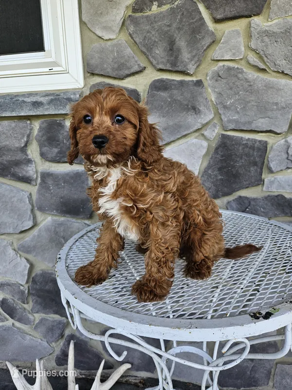 blaze – Cavapoo puppy for sale in Grabill, IN