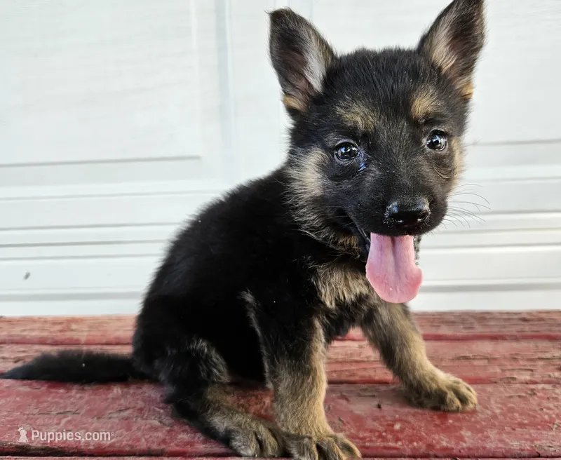 blaze – German Shepherd Dog puppy for sale in Grabill, IN