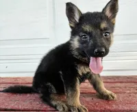 blaze, a male German Shepherd Dog for sale in Grabill, IN – 1 of 9
