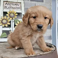 Rufuss, a male Golden Retriever for sale in Grabill, IN – Photo 4 of 6