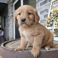 Rufuss, a male Golden Retriever for sale in Grabill, IN – Photo 1 of 6