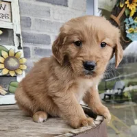 Rufuss, a male Golden Retriever for sale in Grabill, IN – Photo 3 of 6