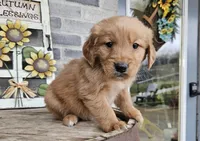 Rufuss, a male Golden Retriever for sale in Grabill, IN – Photo 3 of 6
