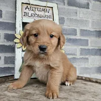 Rufuss, a male Golden Retriever for sale in Grabill, IN – Photo 6 of 6