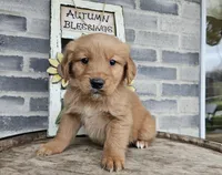 Rufuss, a male Golden Retriever for sale in Grabill, IN – Photo 6 of 6