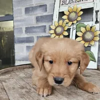 Rufuss, a male Golden Retriever for sale in Grabill, IN – Photo 5 of 6