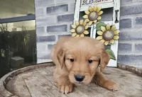 Rufuss, a male Golden Retriever for sale in Grabill, IN – Photo 5 of 6