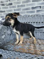 Sammy, a male German Shepherd Dog for sale in Grabill, IN – 5 of 9