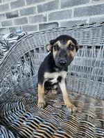 Sarah, a female German Shepherd Dog for sale in Grabill, IN – 6 of 7