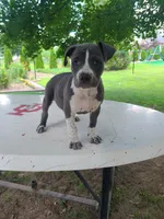 Dixie, a female American Bulldog for sale in Grabill, IN – Photo 5 of 7