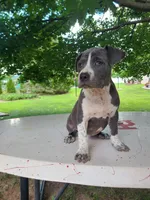 Dixie, a female American Bulldog for sale in Grabill, IN – Photo 4 of 7