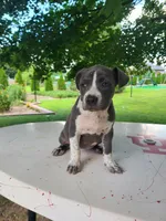 Dixie, a female American Bulldog for sale in Grabill, IN – Photo 2 of 7
