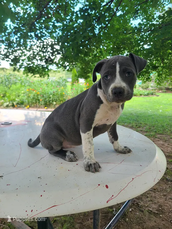 Dixie, a female American Bulldog for sale in Grabill, IN – Photo 1 of 7