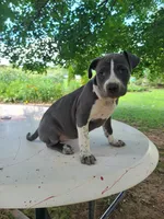 Dixie, a female American Bulldog for sale in Grabill, IN – Photo 1 of 7