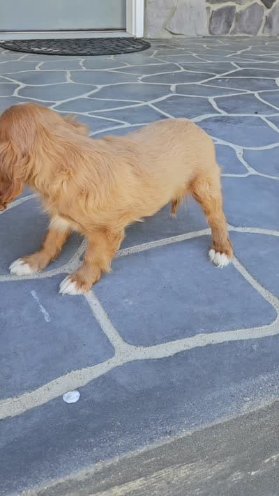 lateasha, a female Cavalier King Charles Spaniel for sale in Grabill, IN – 10 of 10