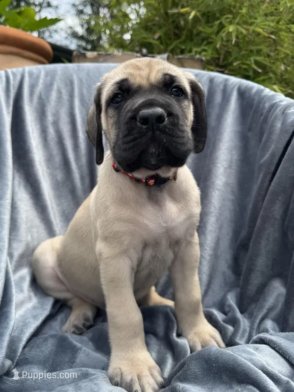 Ralphie  – English Mastiff puppy for sale in Orange, TX