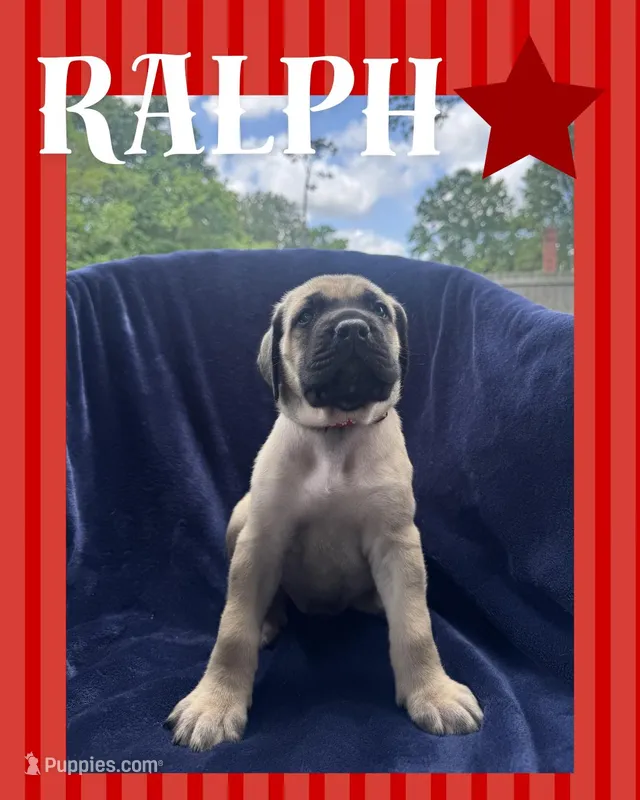Ralphie  – English Mastiff puppy for sale in Orange, TX
