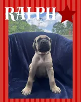 Ralphie , a male English Mastiff for sale in Orange, TX – Photo 1 of 3