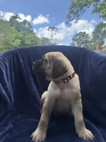 Ralphie , a male English Mastiff for sale in Orange, TX – Photo 2 of 3