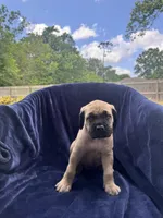 Ralphie , a male English Mastiff for sale in Orange, TX – Photo 3 of 3