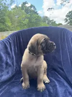 Reggie, a male English Mastiff for sale in Orange, TX – Photo 3 of 4