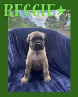 Reggie, a male English Mastiff for sale in Orange, TX – Photo 1 of 4