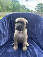 Reggie, a male English Mastiff for sale in Orange, TX – Photo 4 of 4