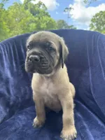 Reggie, a male English Mastiff for sale in Orange, TX – Photo 2 of 4