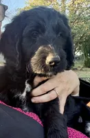 Miss Buddy (purple girl), a female Goldendoodle for sale in Saint Helens, OR – 4 of 5