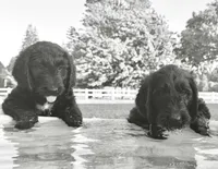 Miss Buddy (purple girl), a female Goldendoodle for sale in Saint Helens, OR – 3 of 5