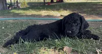 Sunny - Yellow Girl, a female Goldendoodle for sale in Saint Helens, OR – 2 of 5