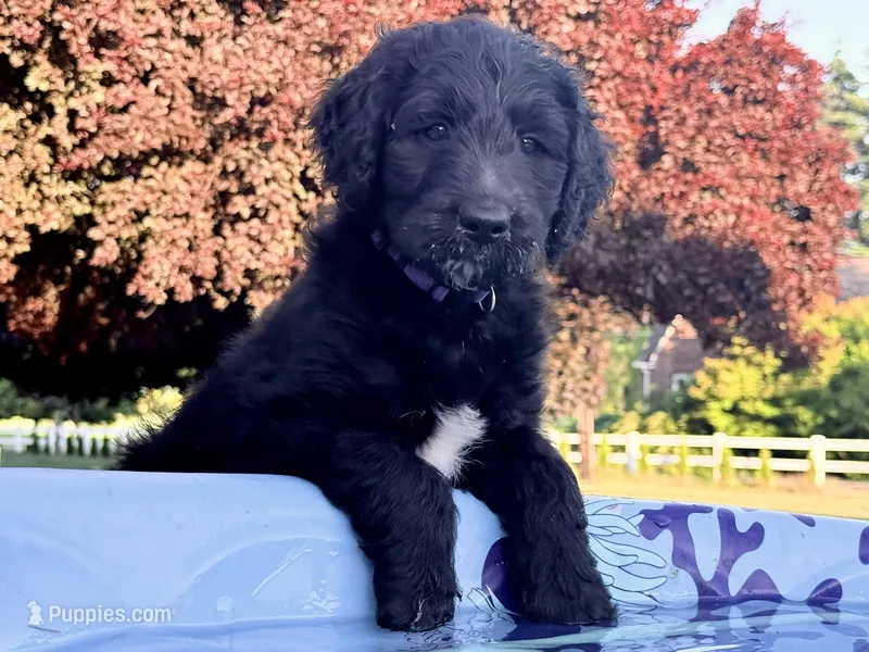 Miss Buddy (purple girl) – Goldendoodle puppy for sale in Saint Helens, OR
