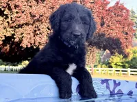 Miss Buddy (purple girl), a female Goldendoodle for sale in Saint Helens, OR – 1 of 5