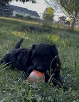 Waffles (Pink Girl), a female Goldendoodle for sale in Saint Helens, OR – 6 of 9