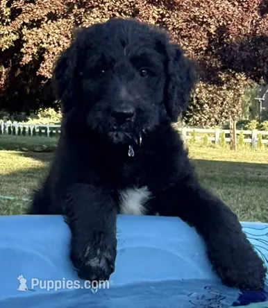 Cutie the Orange – Goldendoodle puppy for sale in Saint Helens, OR