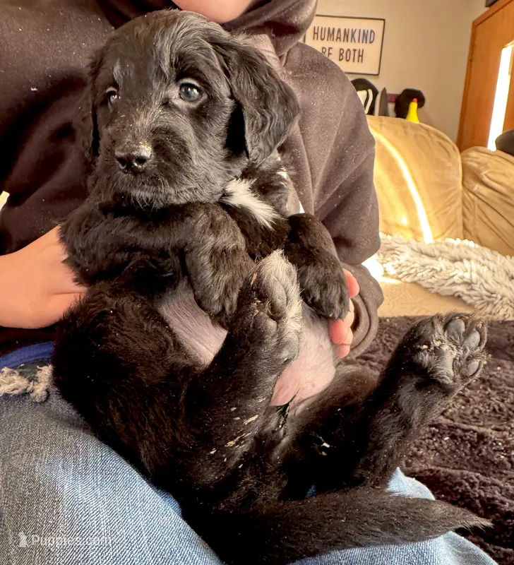 Cutie the Orange – Goldendoodle puppy for sale in Saint Helens, OR