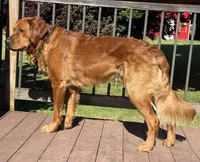 Rain - Blue Boy, a male Goldendoodle for sale in Saint Helens, OR – 5 of 5