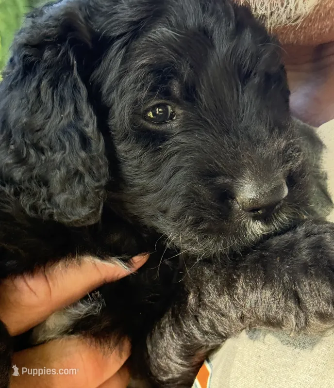 Waffles (Pink Girl) – Goldendoodle puppy for sale in Saint Helens, OR