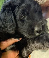 Waffles (Pink Girl), a female Goldendoodle for sale in Saint Helens, OR – 1 of 9