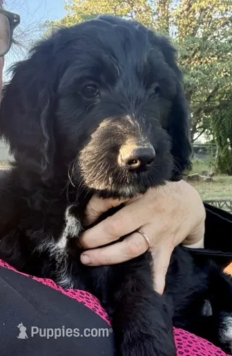 Rain - Blue Boy – Goldendoodle puppy for sale in Saint Helens, OR