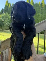 Rain - Blue Boy, a male Goldendoodle for sale in Saint Helens, OR – 1 of 5