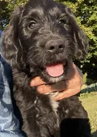 Waffles (Pink Girl), a female Goldendoodle for sale in Saint Helens, OR – 7 of 9