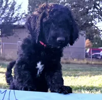 Waffles (Pink Girl), a female Goldendoodle for sale in Saint Helens, OR – 3 of 9
